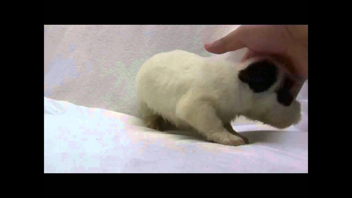 シーリハムテリアの子犬01