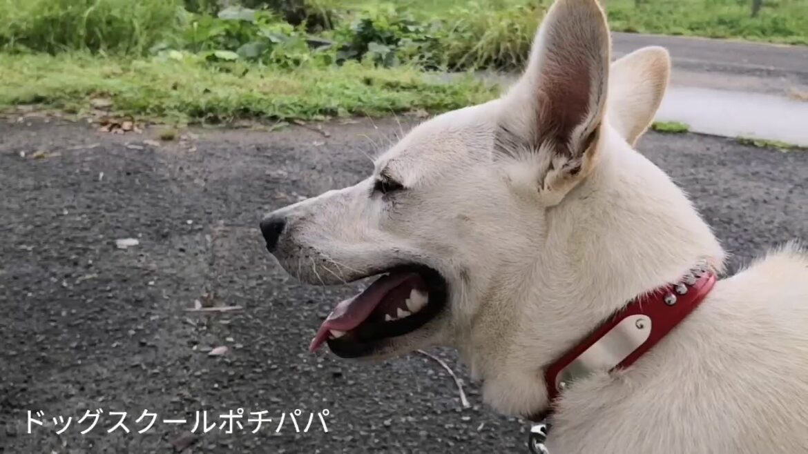 攻撃的な紀州犬ミックス リハビリ初日