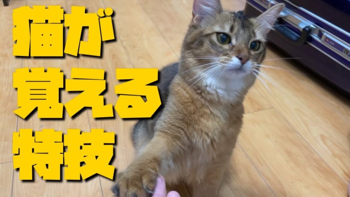 【猫が覚える特技】食いしん坊と賢さを兼ね備えたソマリ