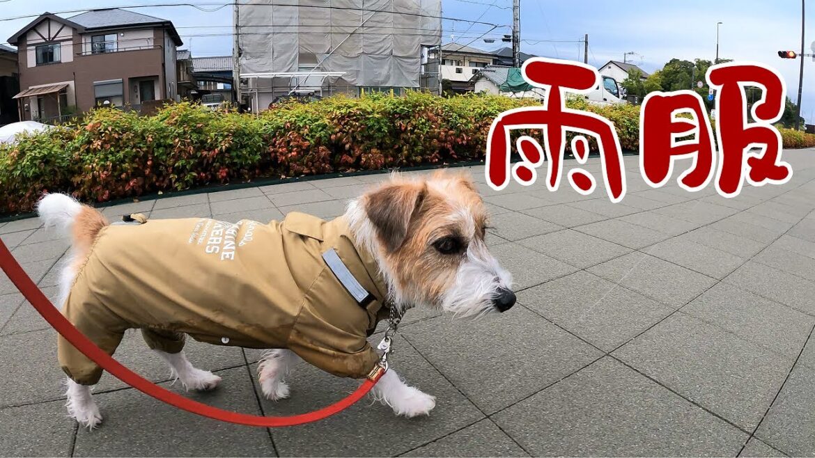 【ジャックラッセルテリア】マンダリンブラザーズのレインスーツを半年使ってみて・・・ 【ジャックラッセルテリア】マンダリンブラザーズのレインスーツを半年使ってみて・・・