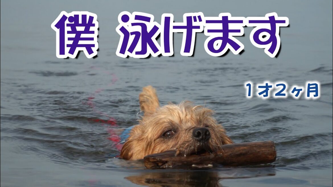ノーフォークテリア　上手に泳ぎます
