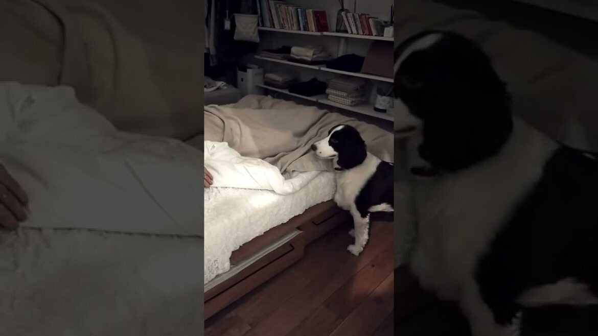 体調悪い人の側から離れない中型犬【イングリッシュスプリンガースパニエル】