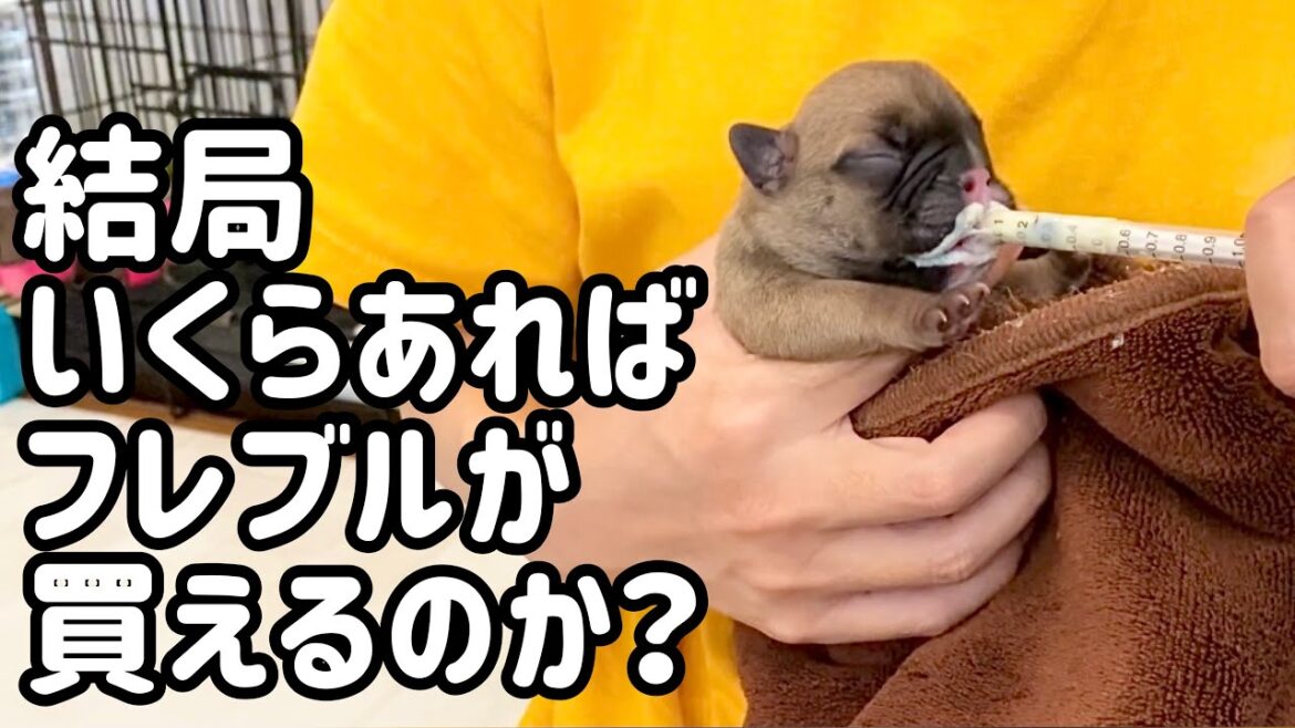 フレンチブルドッグの子犬を飼うのに必要なお金はいくらなのか
