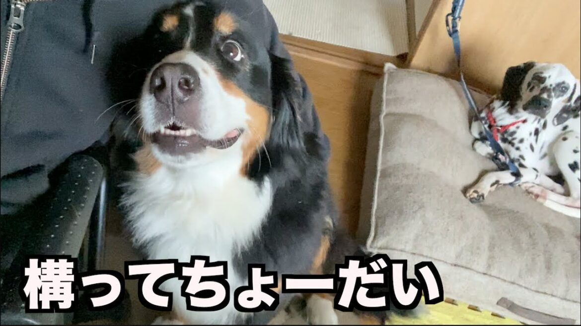 構って欲しいバーニーズマウンテンドッグ・アデル【小ネタ集】