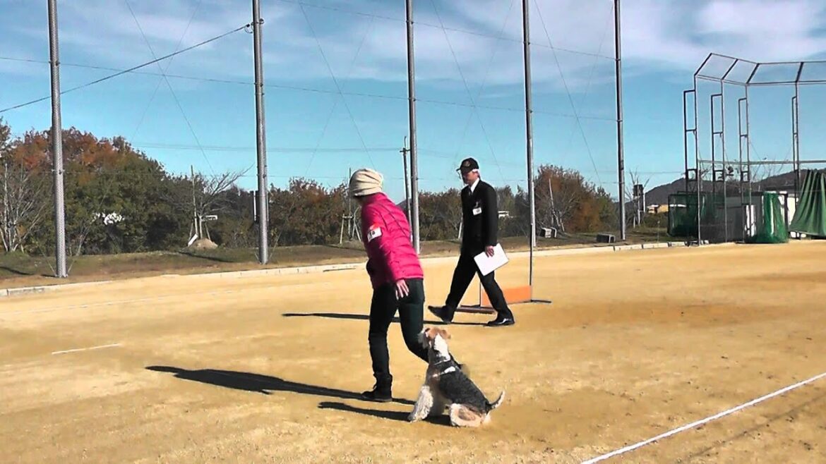 2012.11.25 近畿ブロック訓練競技会 ワイヤーフォックステリア*hal