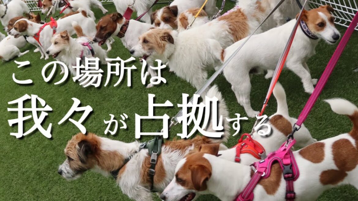【オフ会】この場所は我々が占拠する⁉︎集いし仲間ちくわ会！【ジャックラッセルテリア】