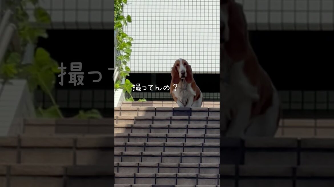 長い階段もちょちょいのちょい愛犬バセットハウンドれもん #Shorts bassethound dog