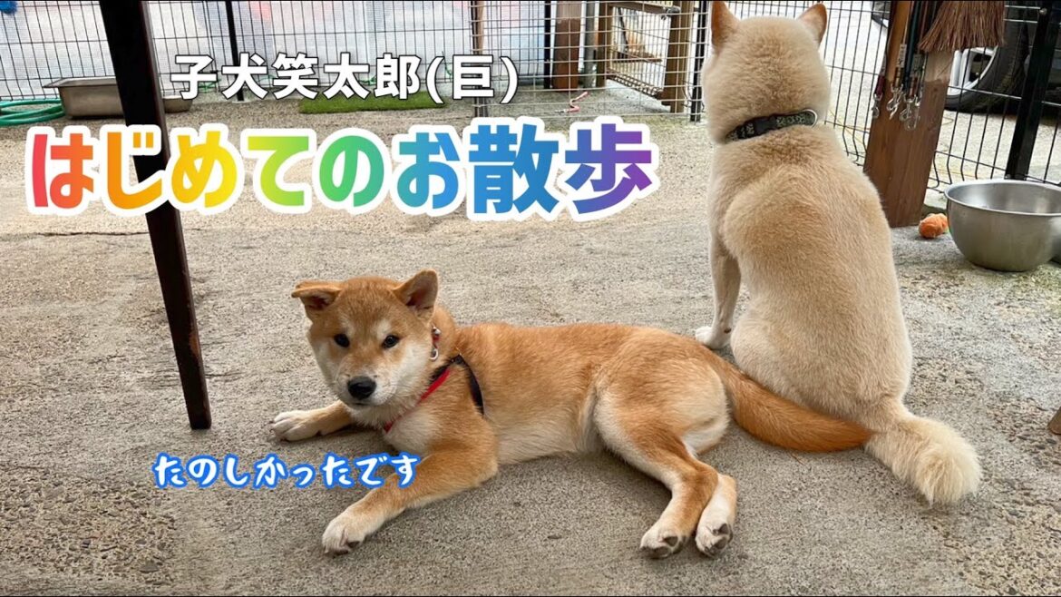 子犬が柴犬家族に見守られながらお散歩デビュー大成功しました！