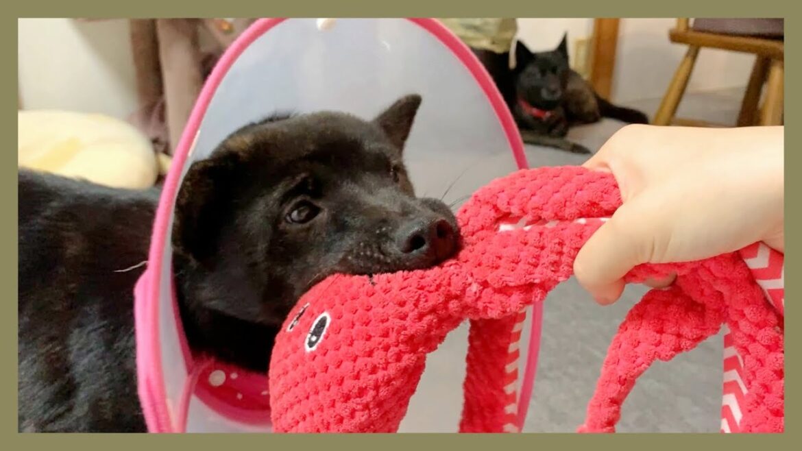 【甲斐犬】子犬が無邪気に遊ぶ様子を遠くから眺めてる大人ワンコが可愛すぎる〜！