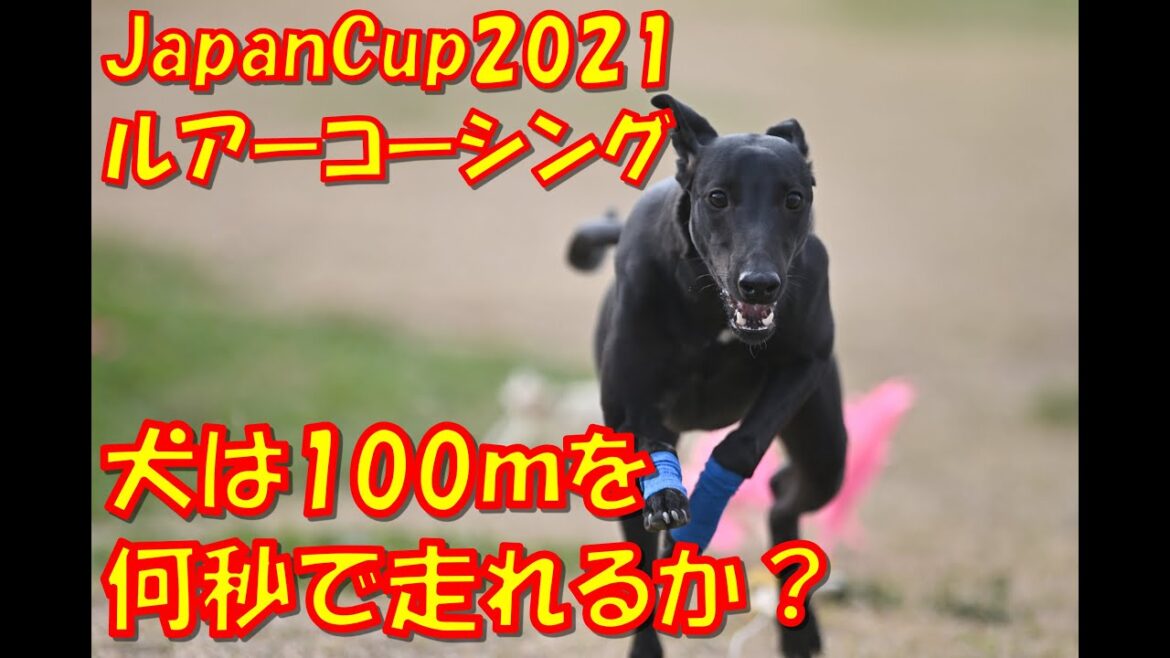 ルアーコーシング ウィペット（Whippet） RAY 7か月 2020-11-22 JapanCup2021 2nd 千葉ポートパーク 直線100ｍを7カ月の犬は何秒で走り切れるのか？