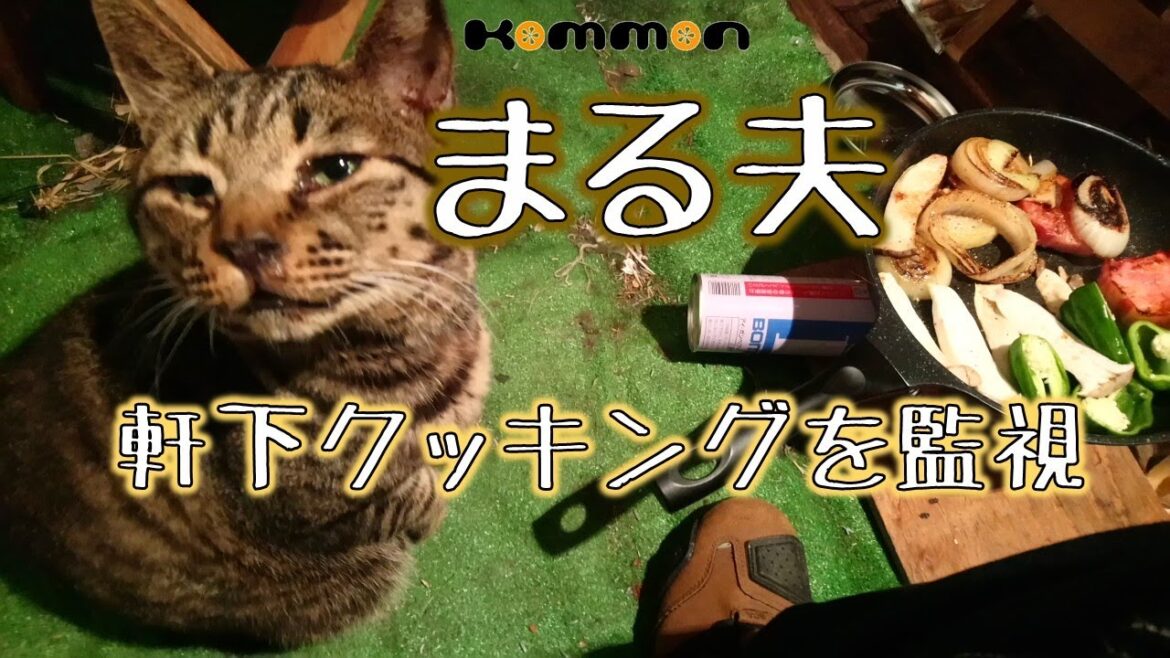 【猫動画】まる夫、軒下クッキングを監視 【猫動画】まる夫、軒下クッキングを監視