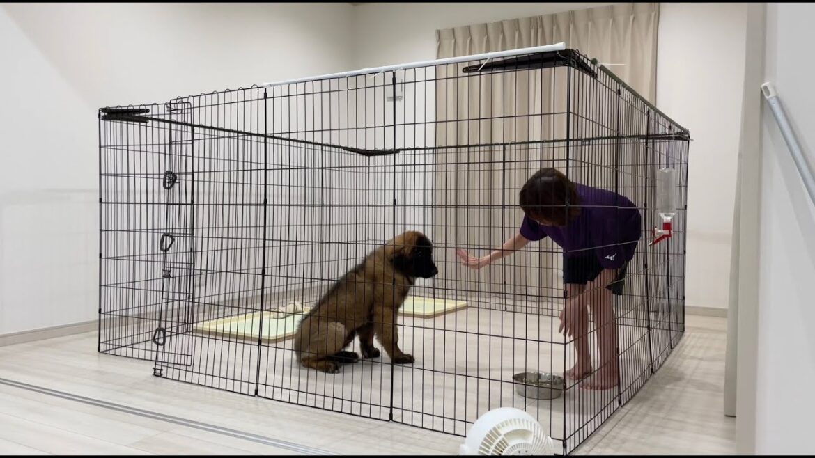 【超大型犬】　ボーズの食事　Leonberger　レオンベルガー