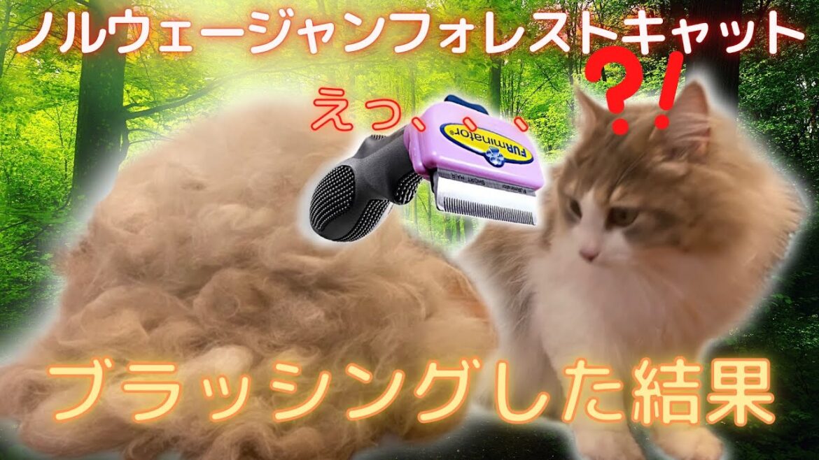 長毛種の猫をブラッシングした結果w 猫もドン引き。。