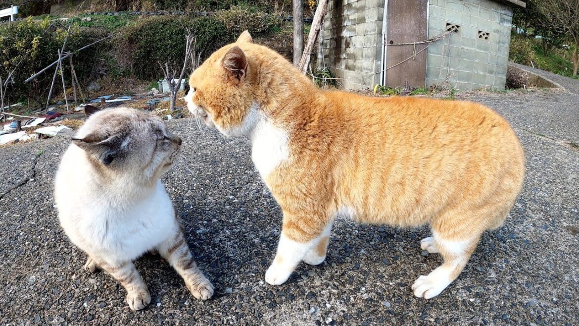 猫が大喧嘩！茶シロ猫の迫力に圧倒されるシャム猫