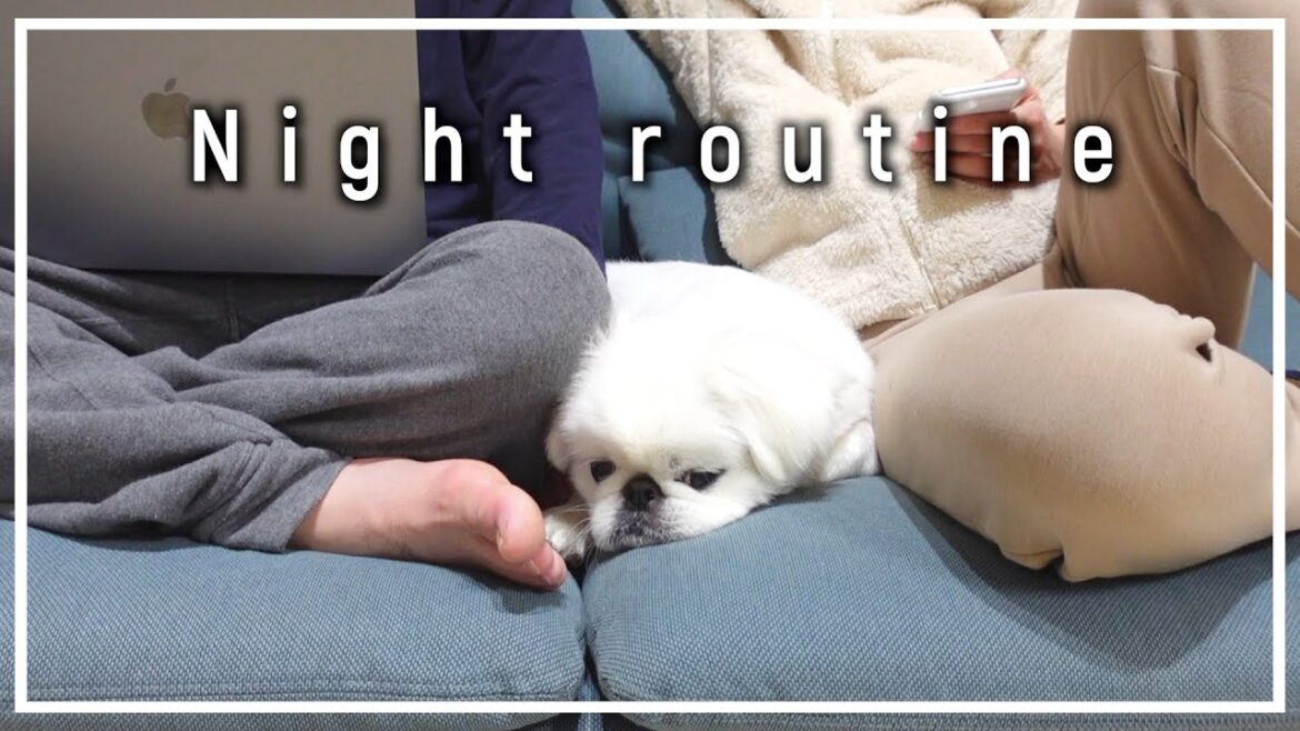【ペキニーズ】犬とカップルの平日ナイトルーティン【かわいい】