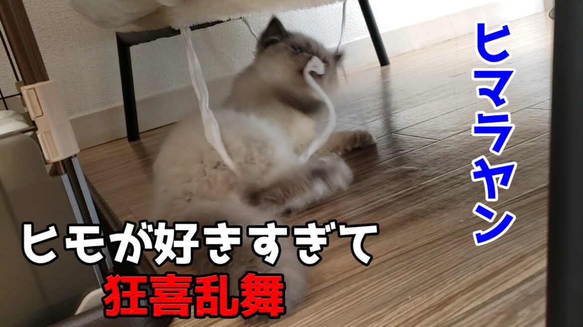 紐が好きすぎて暴れまくる猫がやばい【ヒマラヤンの子猫】