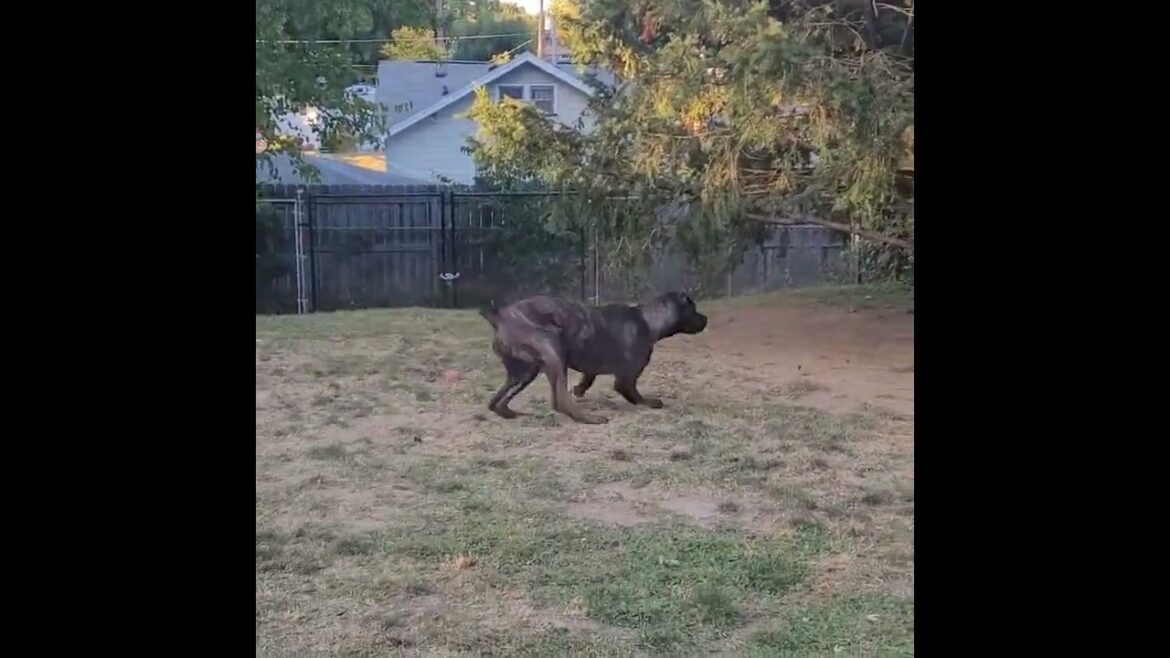 My Serbian Defense Dog, is agile like a Grey Wolf