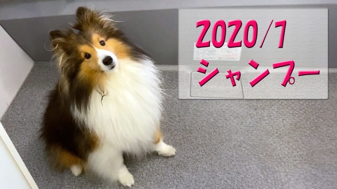 かわいいシェルティ　シャンプー