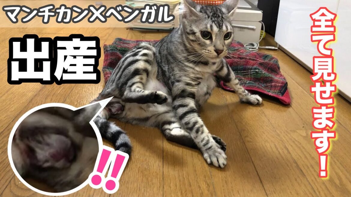 猫の出産【ベンガル×マンチカン】子猫誕生まで全て見せます！