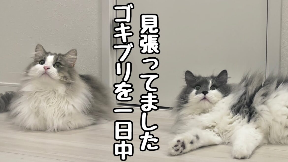 【ノルウェージャンフォレストキャット本能】帰ってきたら追い詰められていました💦ここから1時間ママとの攻防が始まりました（泣）