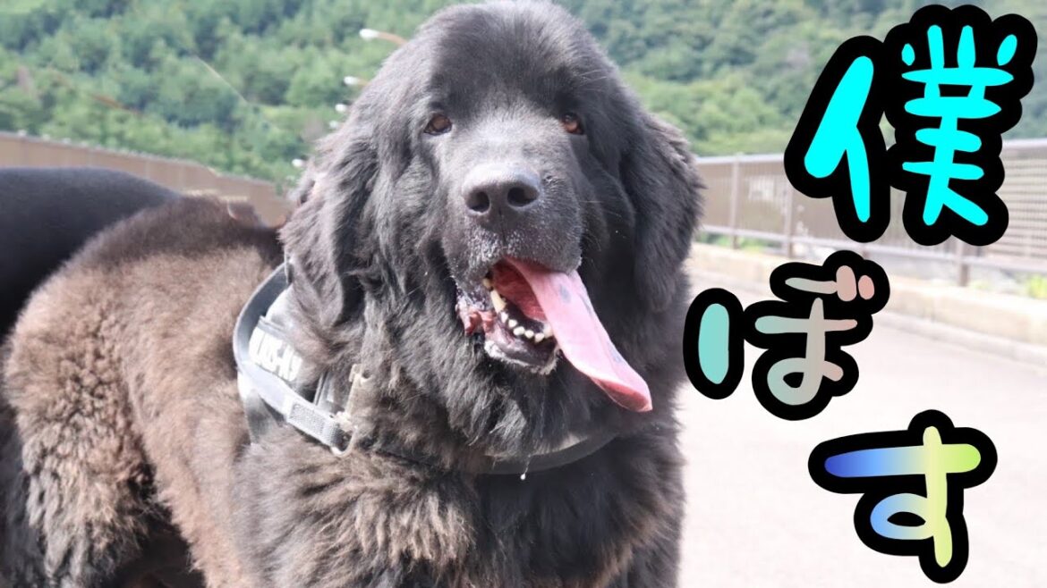 ボス君クィーンちゃんダムにお出かけ😎💕 ニューファンドランド ボス君 グレートデン クィーンちゃん  愛犬とお出かけ 大型犬 超大型犬 渡辺ボス 大きい犬 かっこいい犬 犬好き 優しい巨人