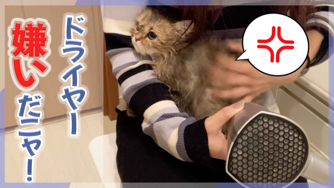 【猫アレルギー発症】お風呂上がりのペルシャ猫にドライヤーしたら怒られて引っ掻かれました...おかげでその箇所は痒くて痒くて...でもめっちゃ可愛いです♡