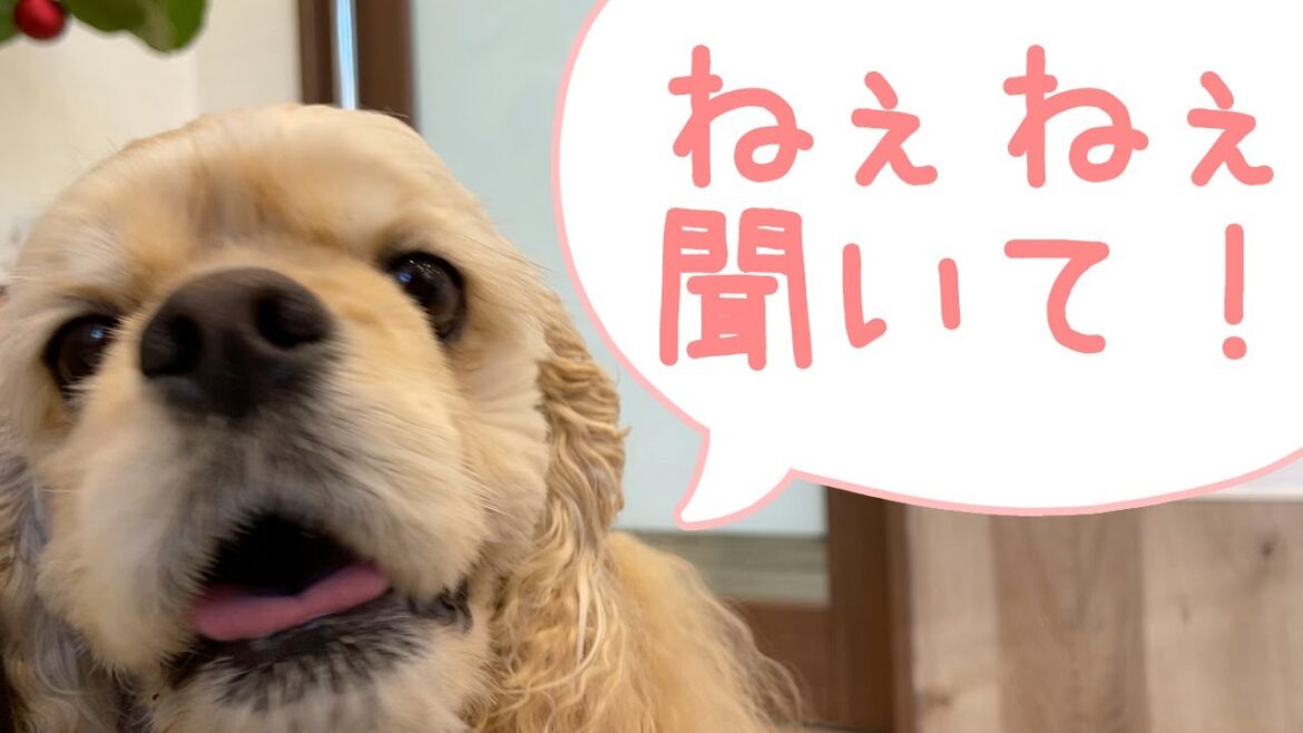動物病院の看護師さんと喋りたいアメリカンコッカースパニエルがかわいい