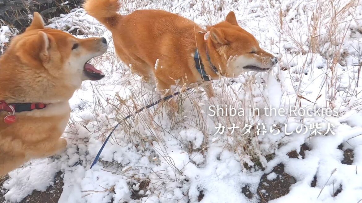 初雪が積もってハイテンションな柴犬の姉弟。【4K】カナダ海外生活。