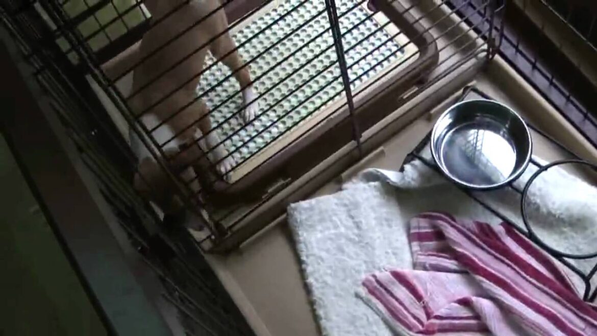 ドアを開けるバセンジーの子犬　Clever, Basenji puppy