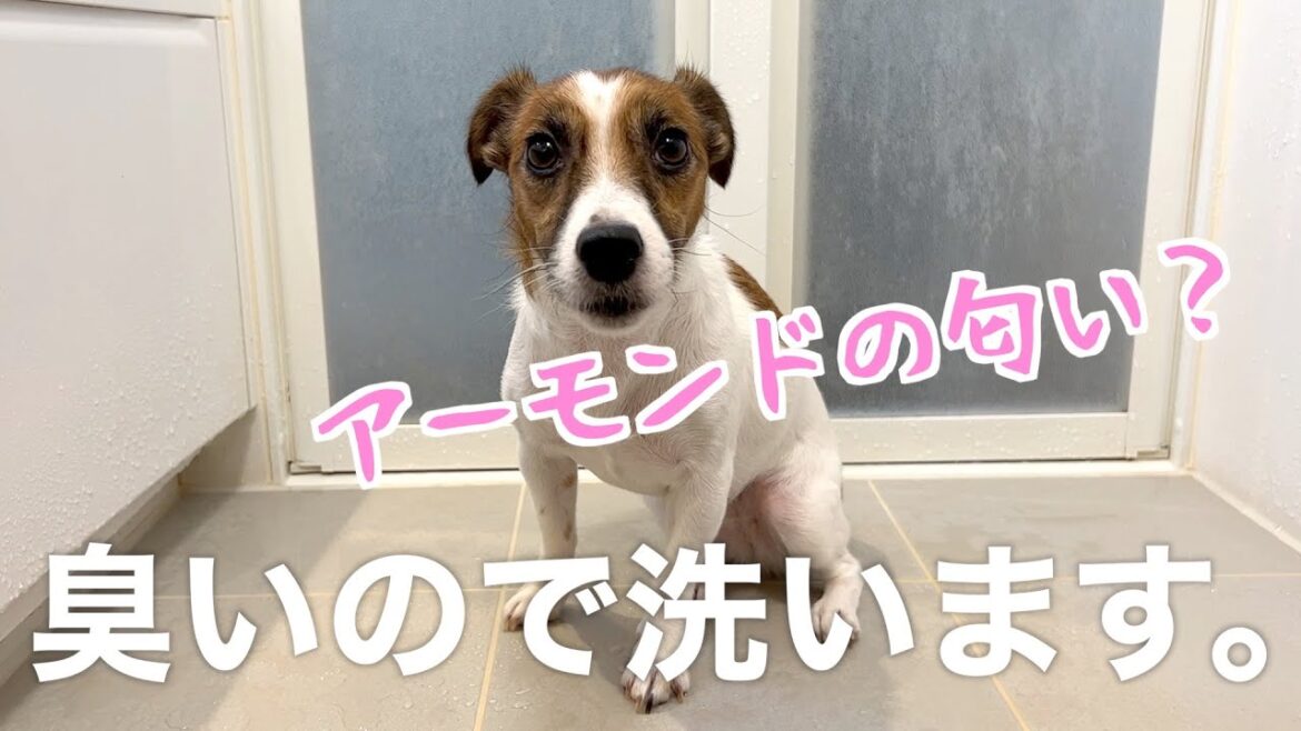 アーモンドみたいな匂いがするので、お風呂に入れらるジャックラッセルテリアのさくら。 Jack Russell Terrier Sakura.