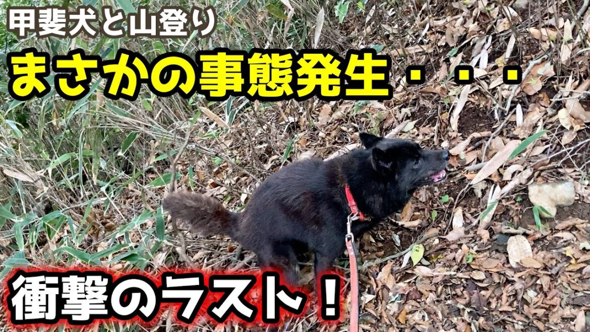 甲斐犬一休と山登り最終章!衝撃の結末・・・【筑波山4】 甲斐犬一休と山登り最終章!衝撃の結末・・・【筑波山4】