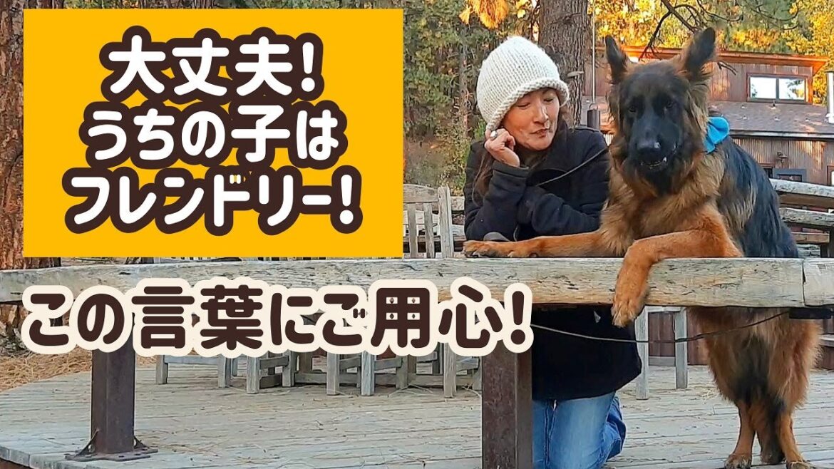 【ジャーマンシェパード】飼い主として反省しました…オフリードの犬と愛犬の初対面が危な過ぎました。。。