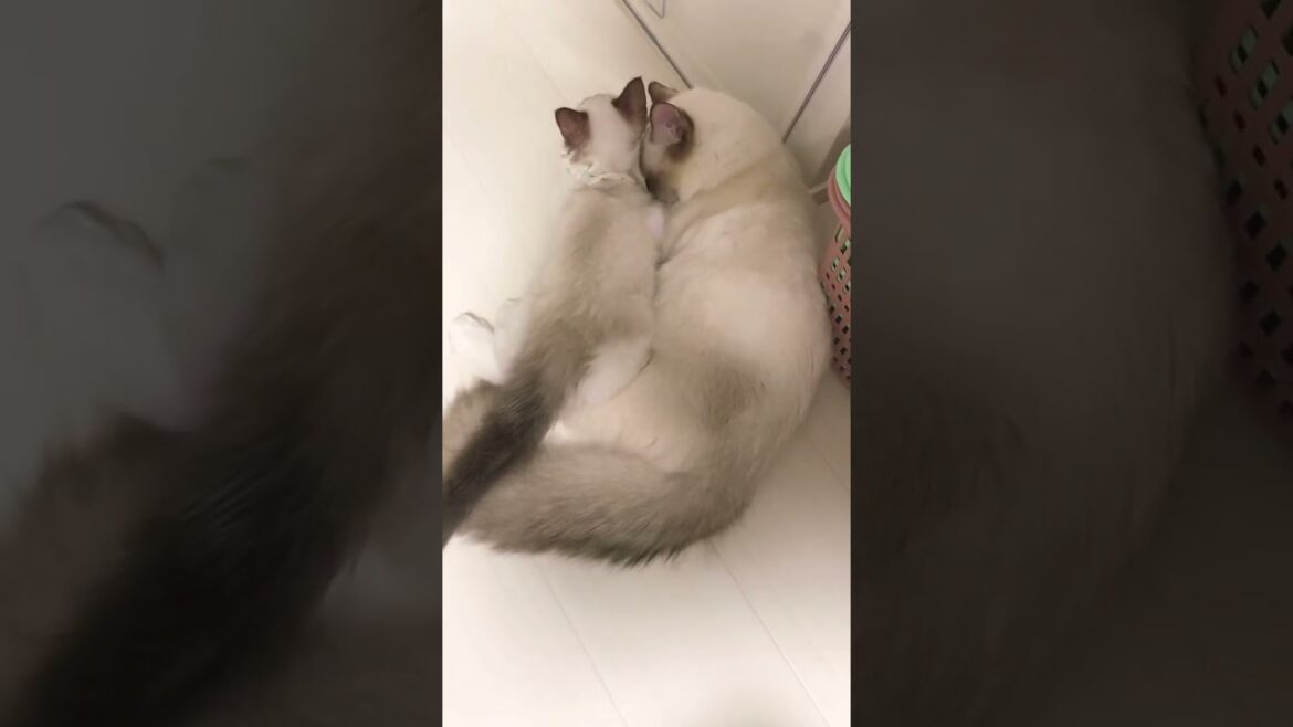 らぐにゃず