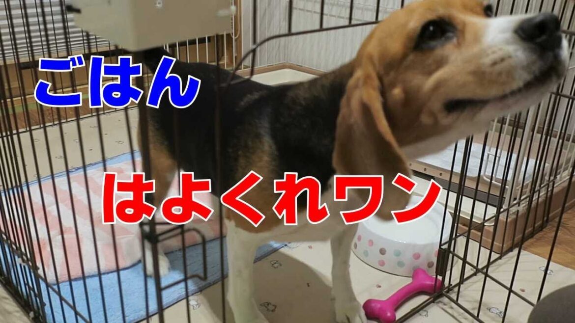 食欲の秋 【おてんばビーグルふくちゃん】その207