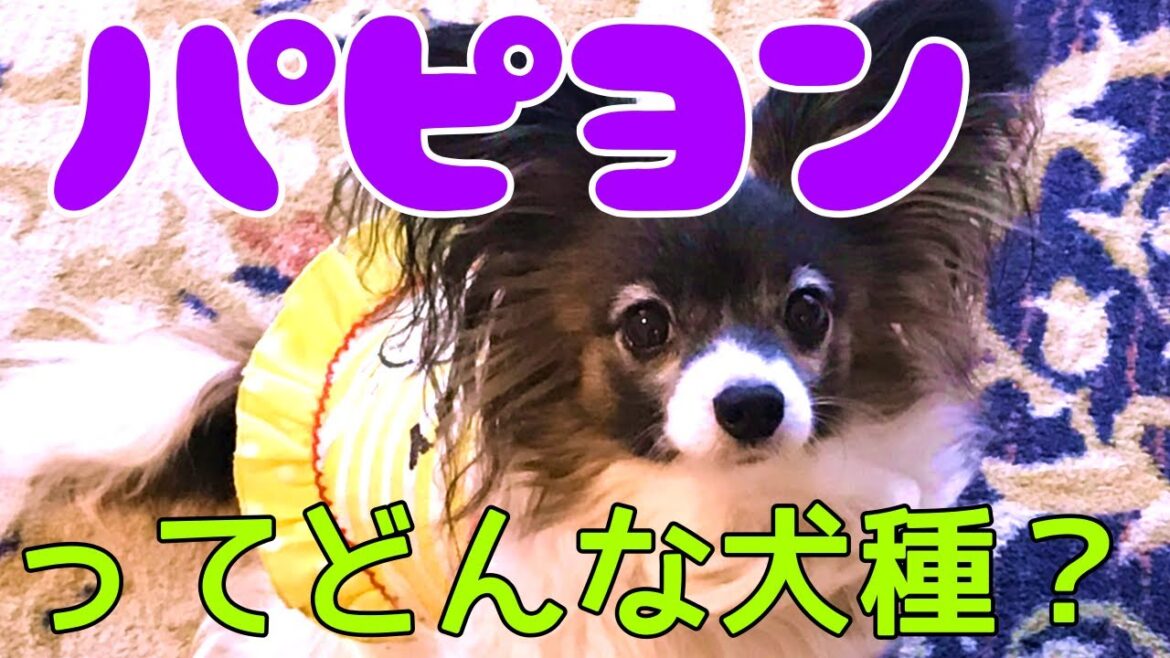 パピヨンって飼いやすい？どんな犬種？パピヨン検討してる人必見！