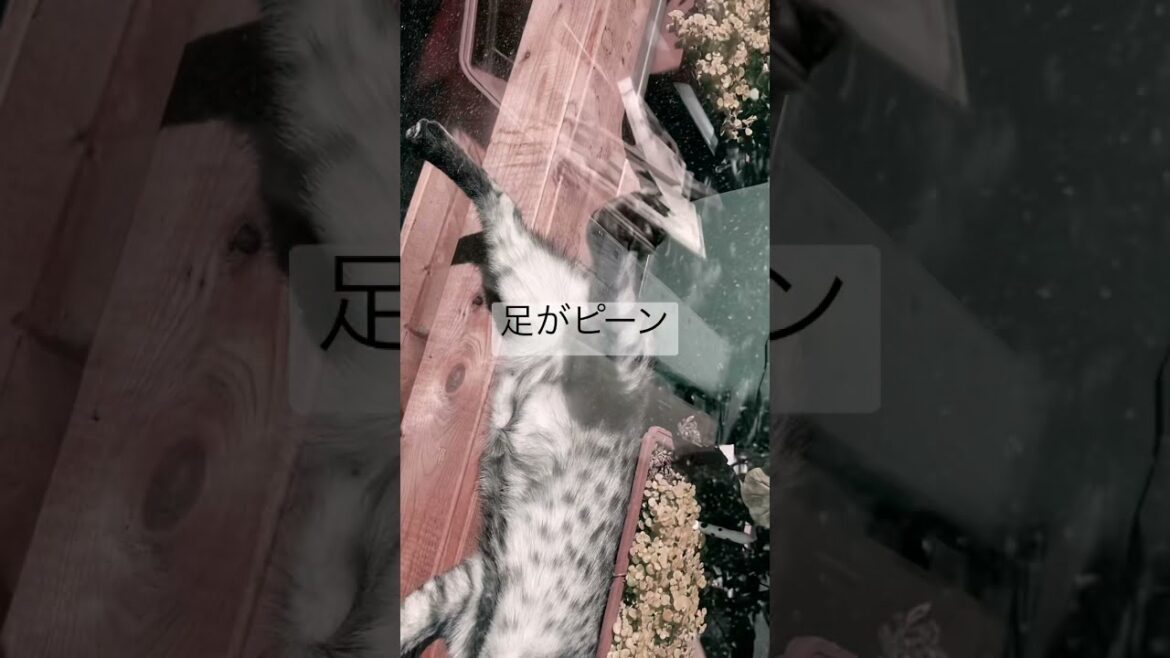 足がピーンな寝方のニャン【エジプシャンマウ】