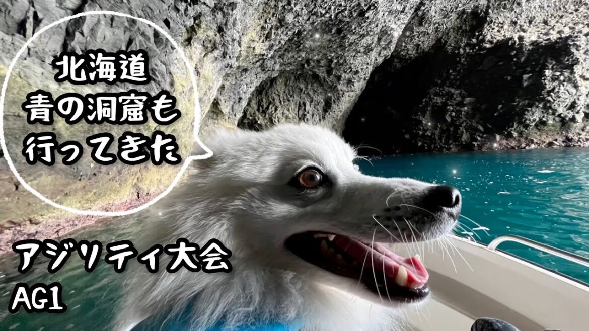 【アジリティ大会】北海道旅行ついで【日本スピッツ☆もち】