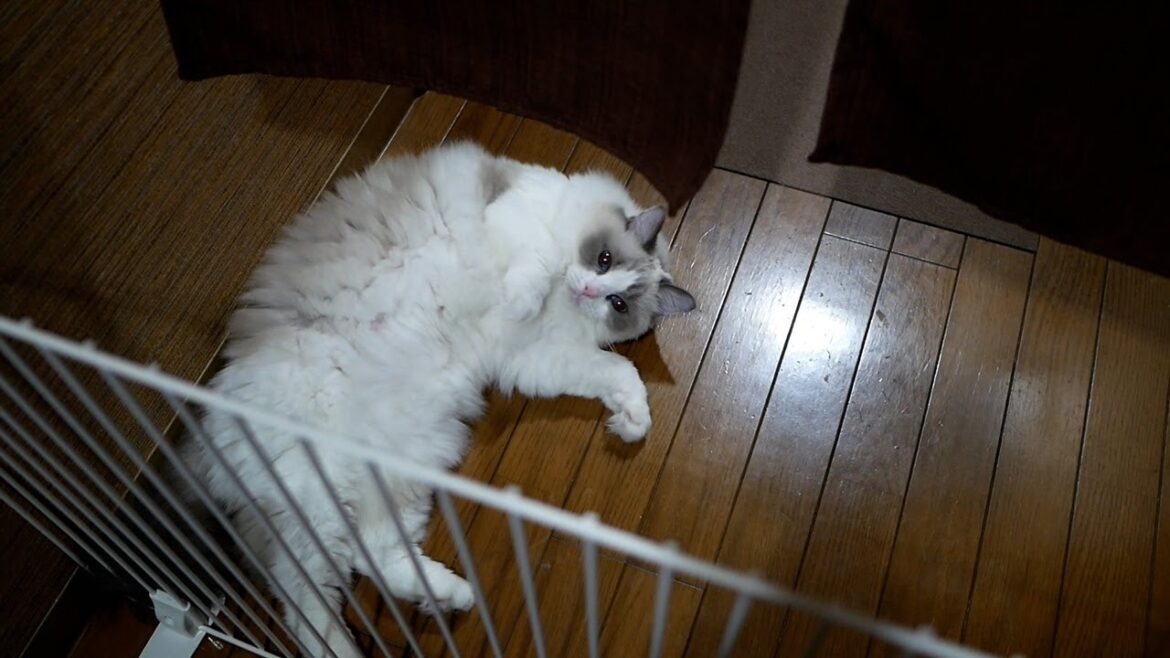 飼い主が帰宅するとすぐに倒れるラグドール…