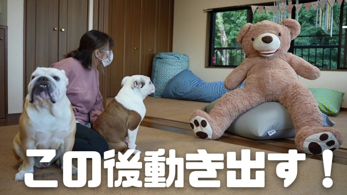 【ドッキリ】大きな熊のぬいぐるみが突如動き出した時の愛犬がとった反応がこちら！