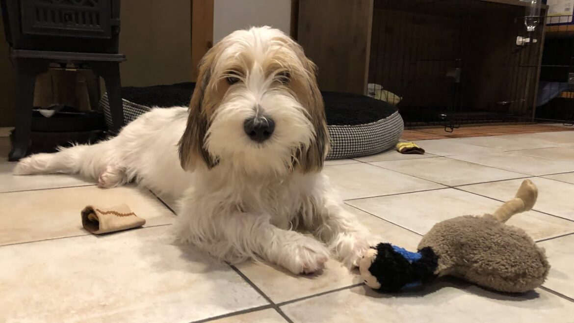 手術頑張ったからご褒美！！【プチバセの子犬】
