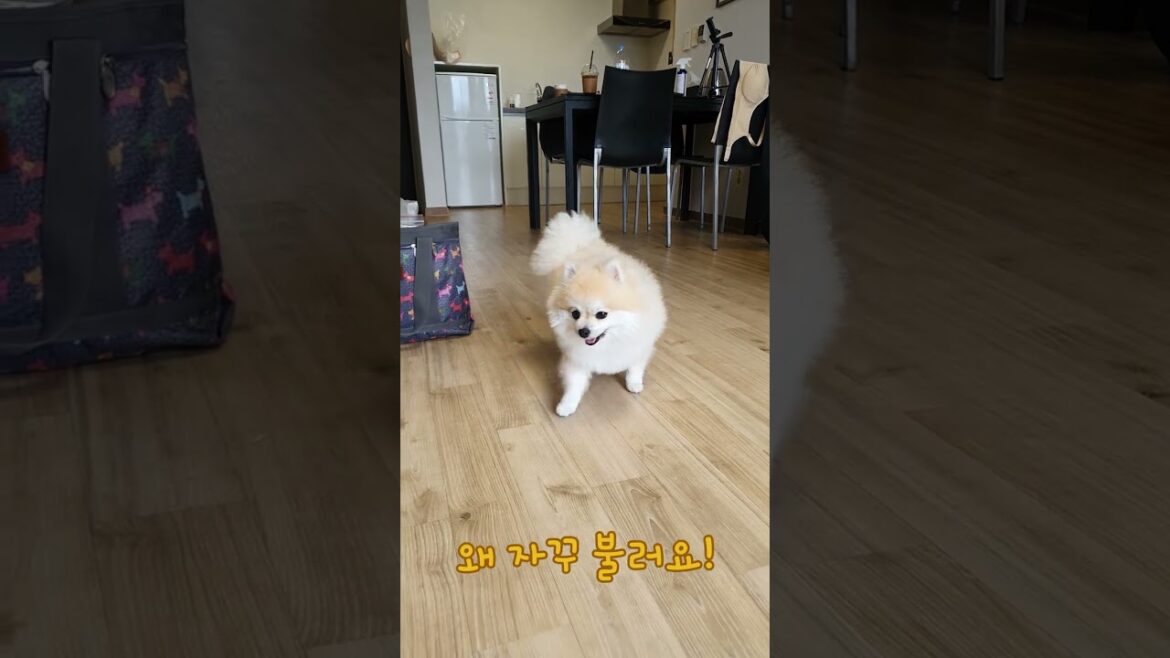 돼지야