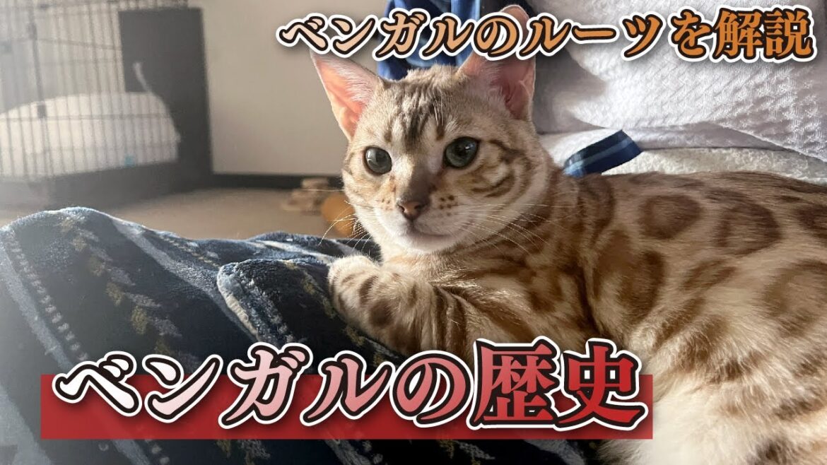 ベンガルの歴史を調べてみました。-I tried to find out the history of Bengal.-