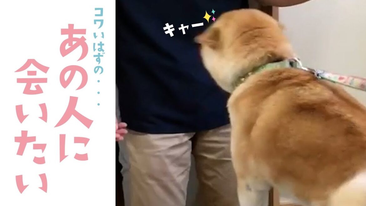 動物病院の先生が大好きな柴さん｜PECO