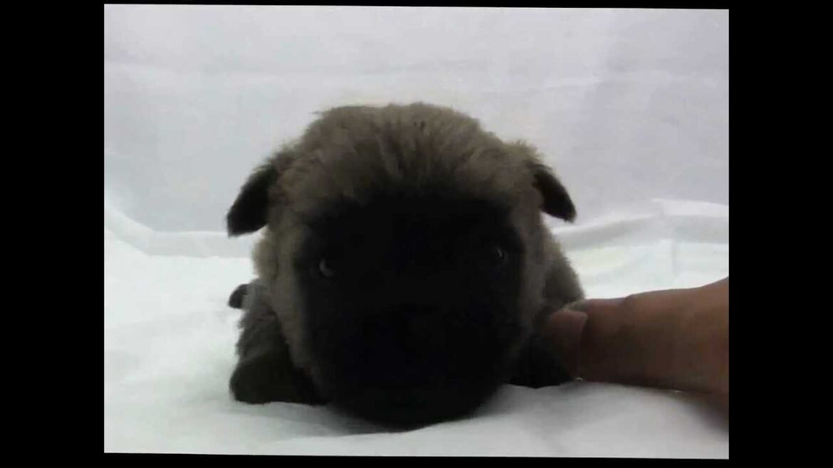 ケアーンテリアの子犬13