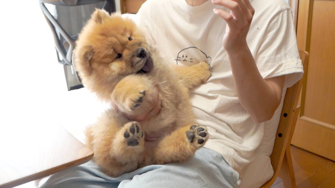 チャウチャウの子犬はもはやテディベア