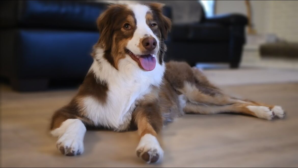 オーストラリアンシェパードの日常 | Australian Shepherd's daily life