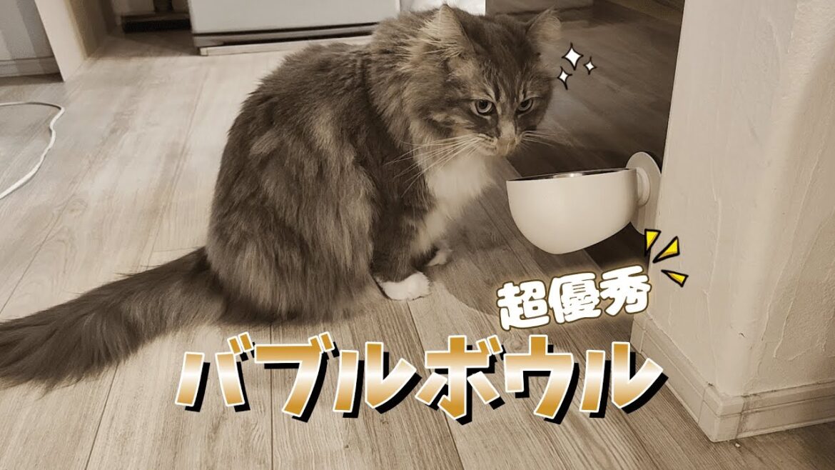 機能性抜群なご飯皿に変えたら猫の食べっぷりが…！！【サイベリアンのラフィ#243】