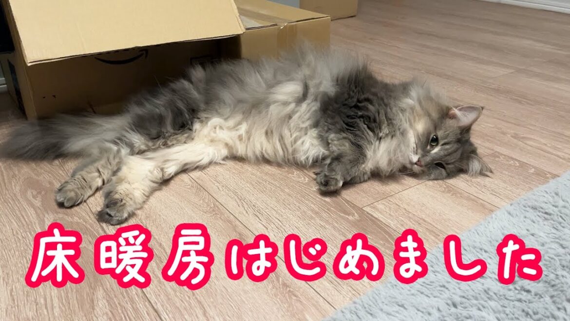 今冬床暖房点灯式の様子。ノルウェージャンフォレストキャット