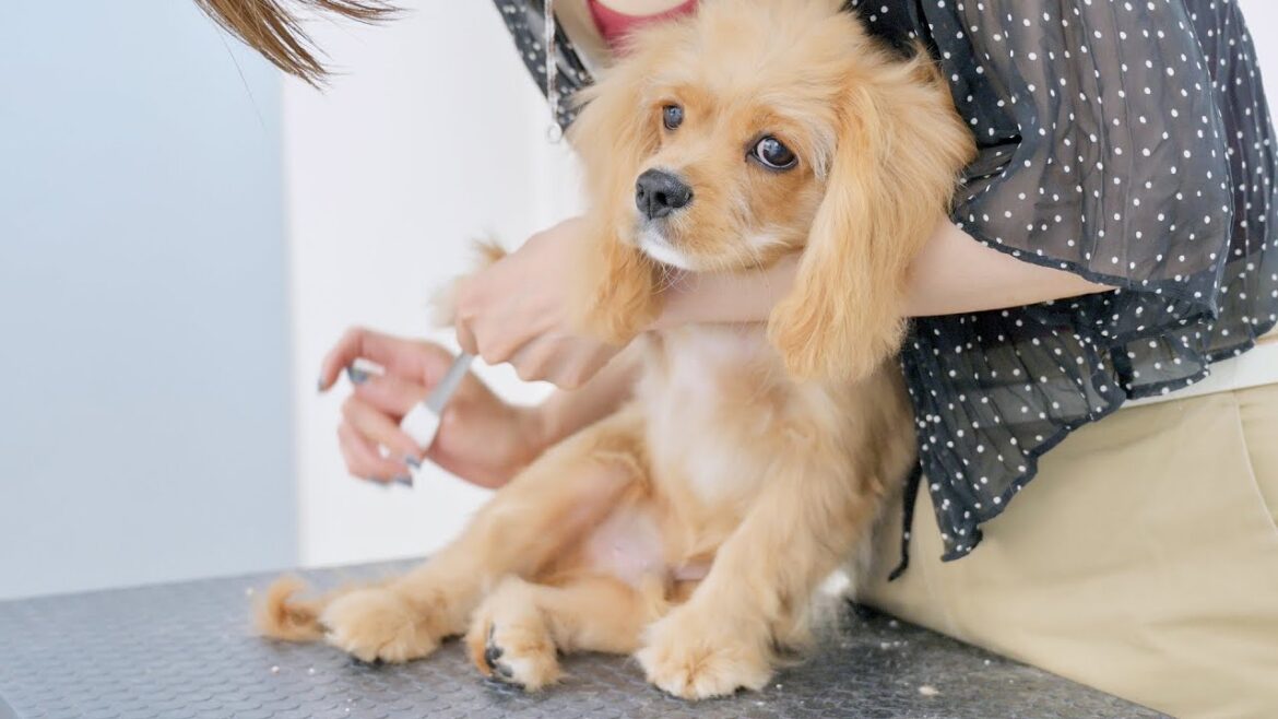 初めてのシャンプーはどうだった?(キャバリア × アメリカンコッカースパニエル 子犬) 初めてのシャンプーはどうだった?(キャバリア × アメリカンコッカースパニエル 子犬)
