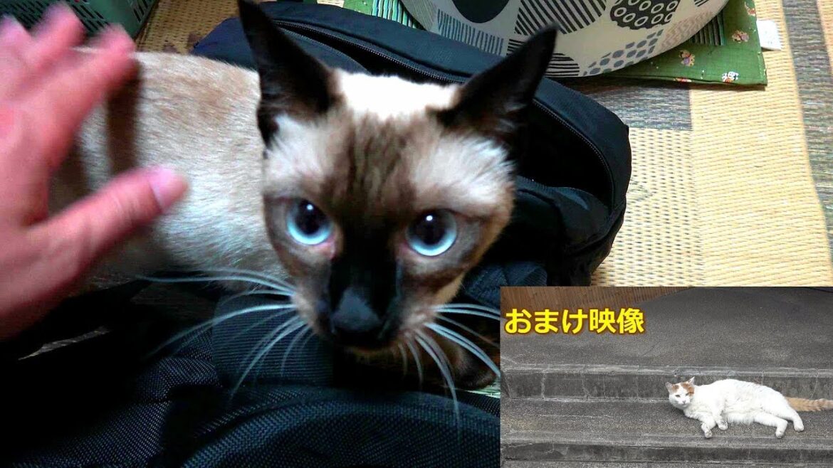 出張から5日ぶりに帰宅した飼い主、お転婆シャム猫(シャムエ🐈)と再会したら・・・♪。＋おまけ🎥